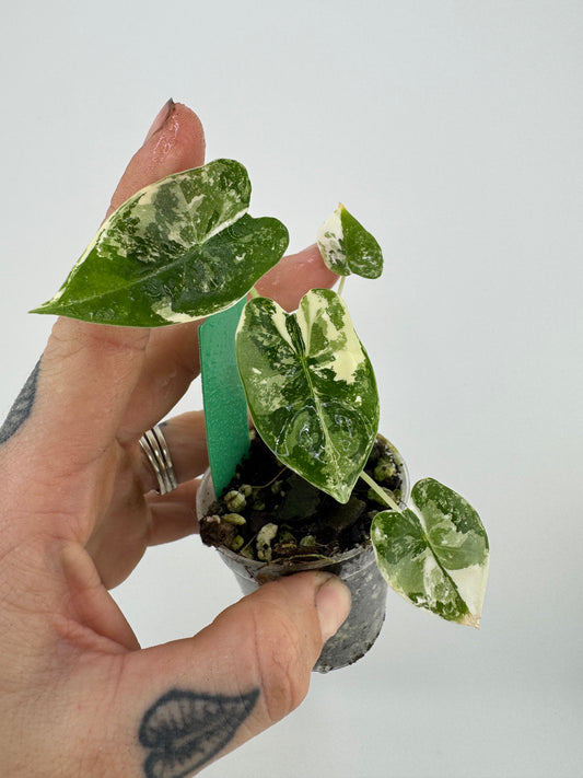 Alocasia Frydek Variegated Albo