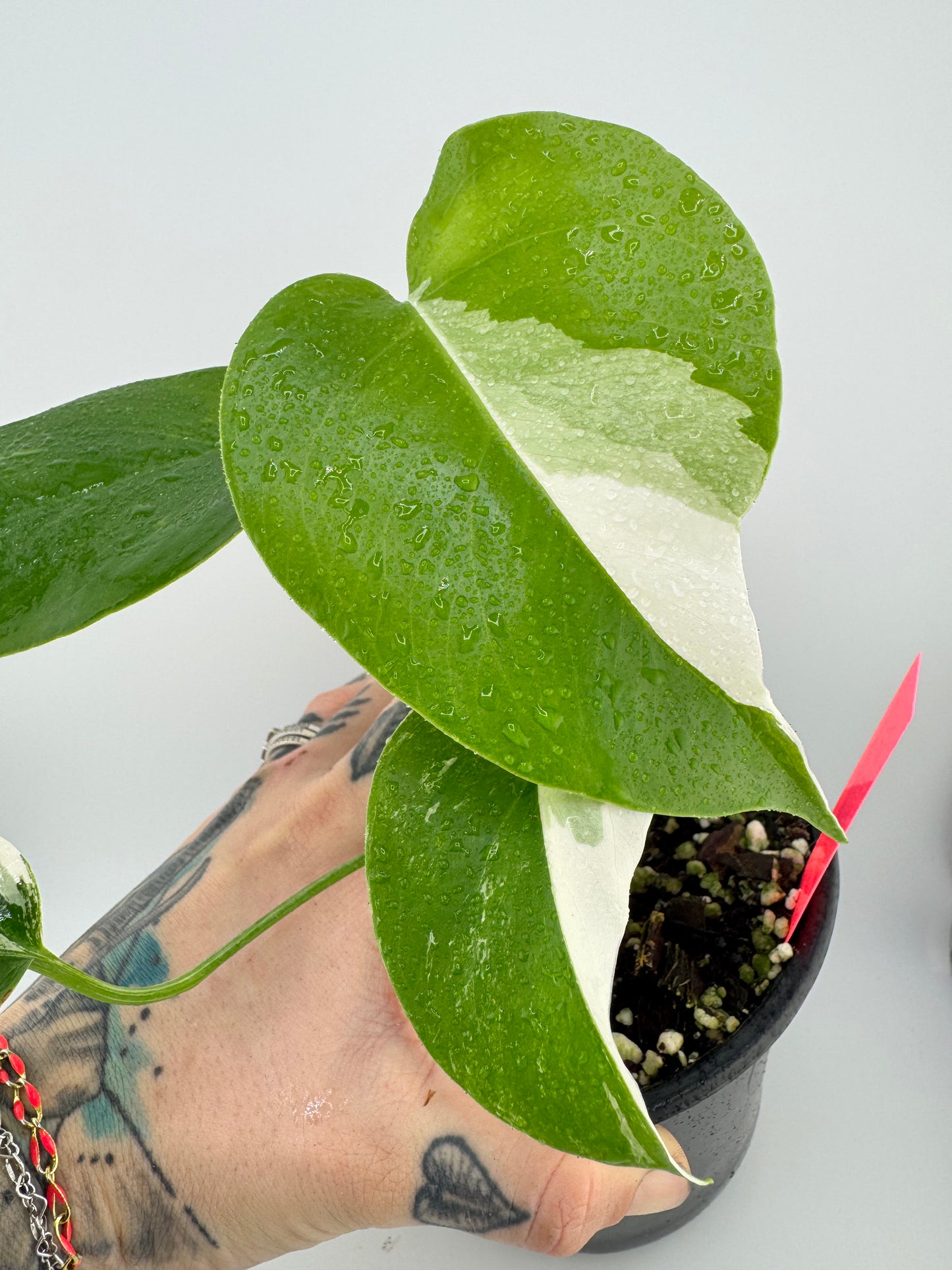Monstera Deliciosa (borsigiana) Albo Variegated