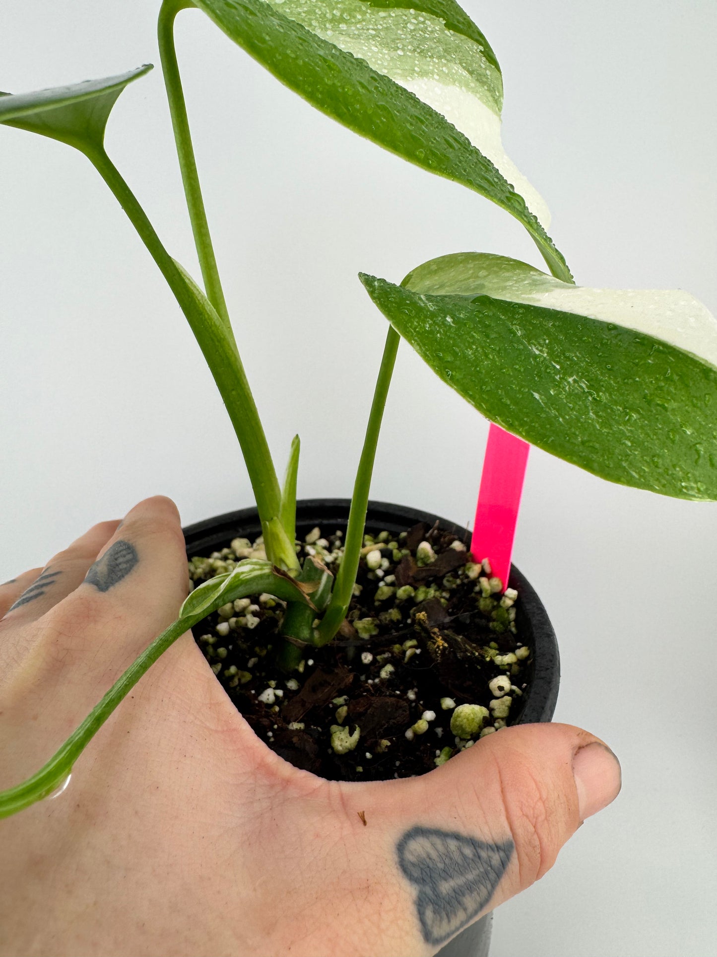 Monstera Deliciosa (borsigiana) Albo Variegated