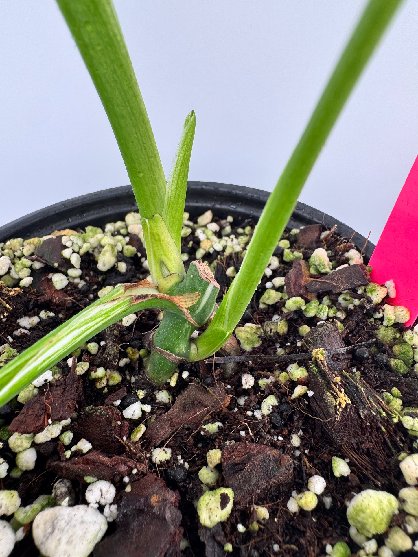 Monstera Deliciosa (borsigiana) Albo Variegated