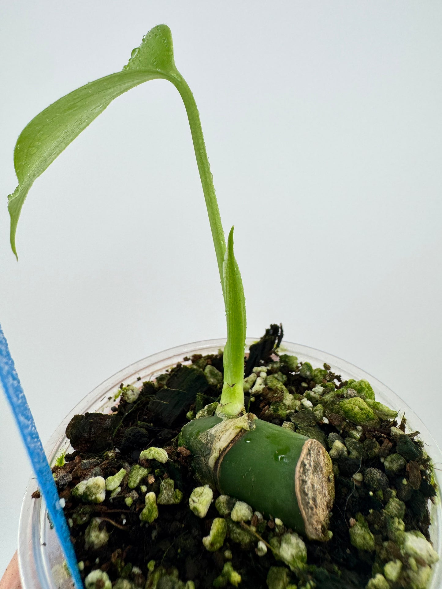 Monstera Deliciosa Aurea Variegated (borsigiana)