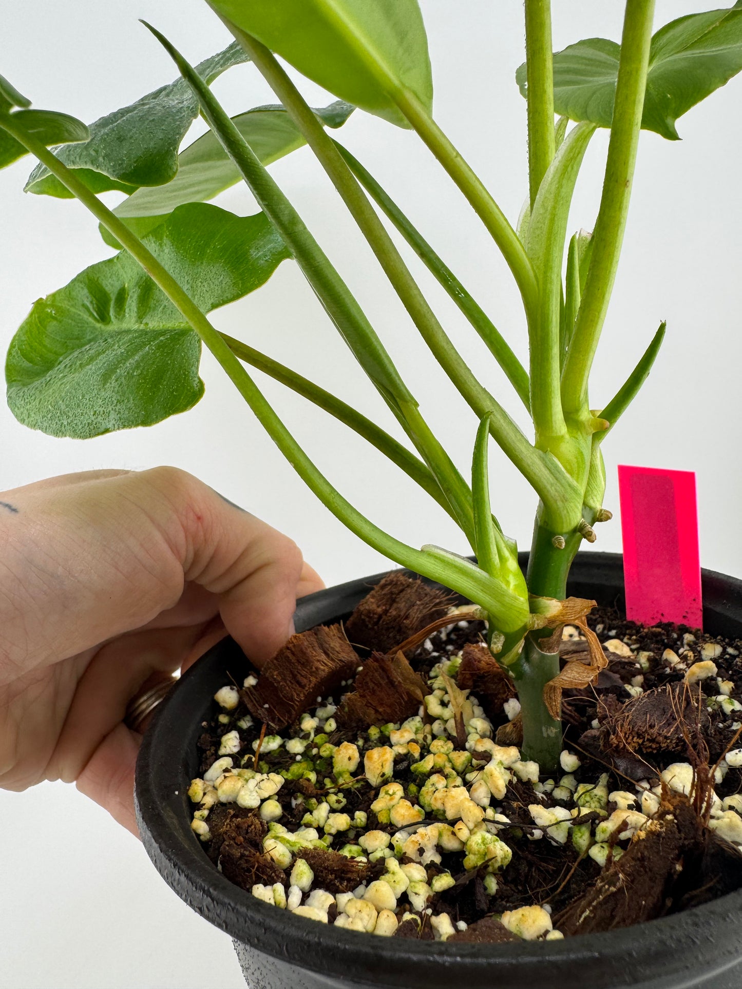 Philodendron Burle Marxe