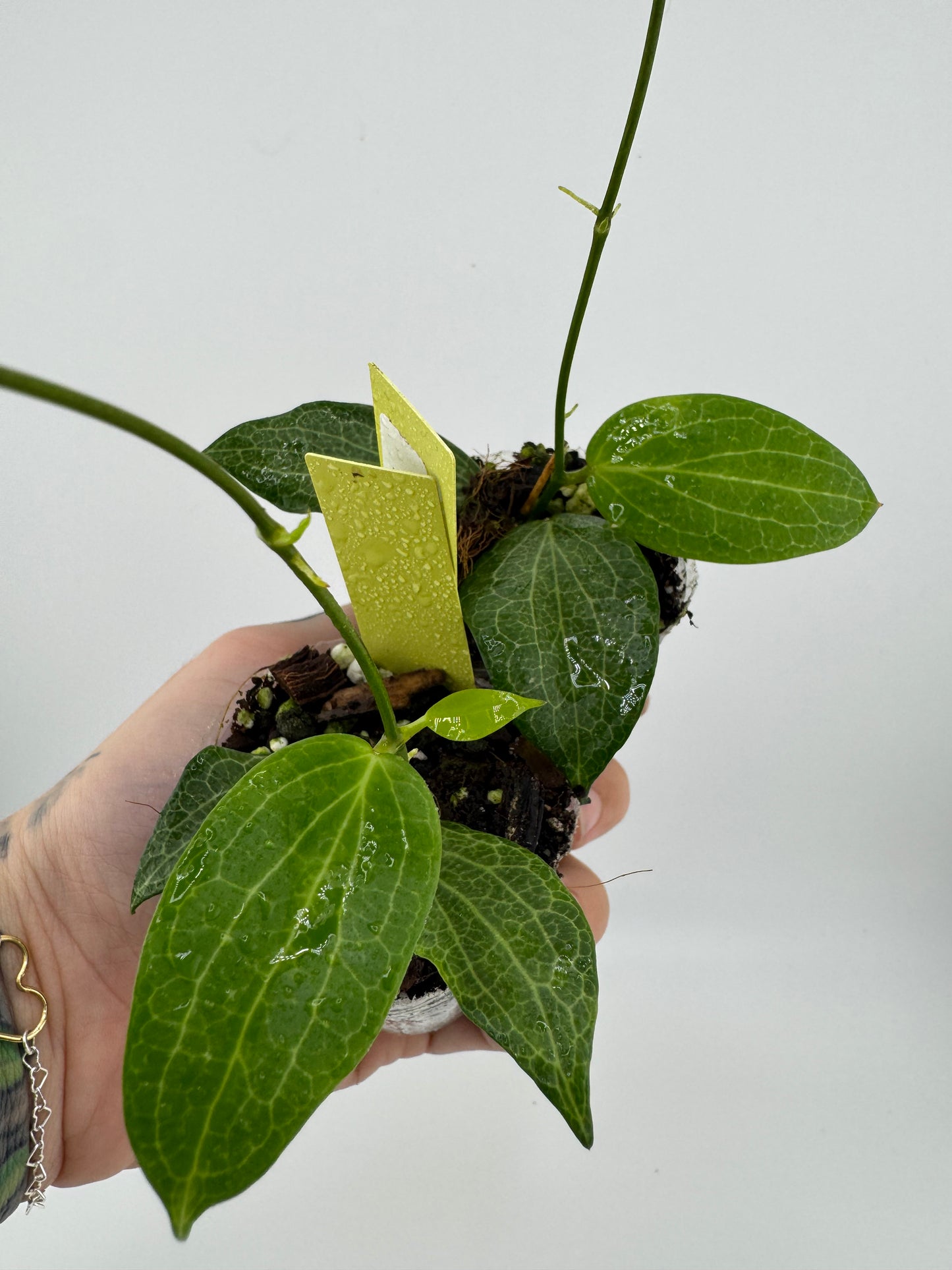 Hoya Fitchii Yellow Flower