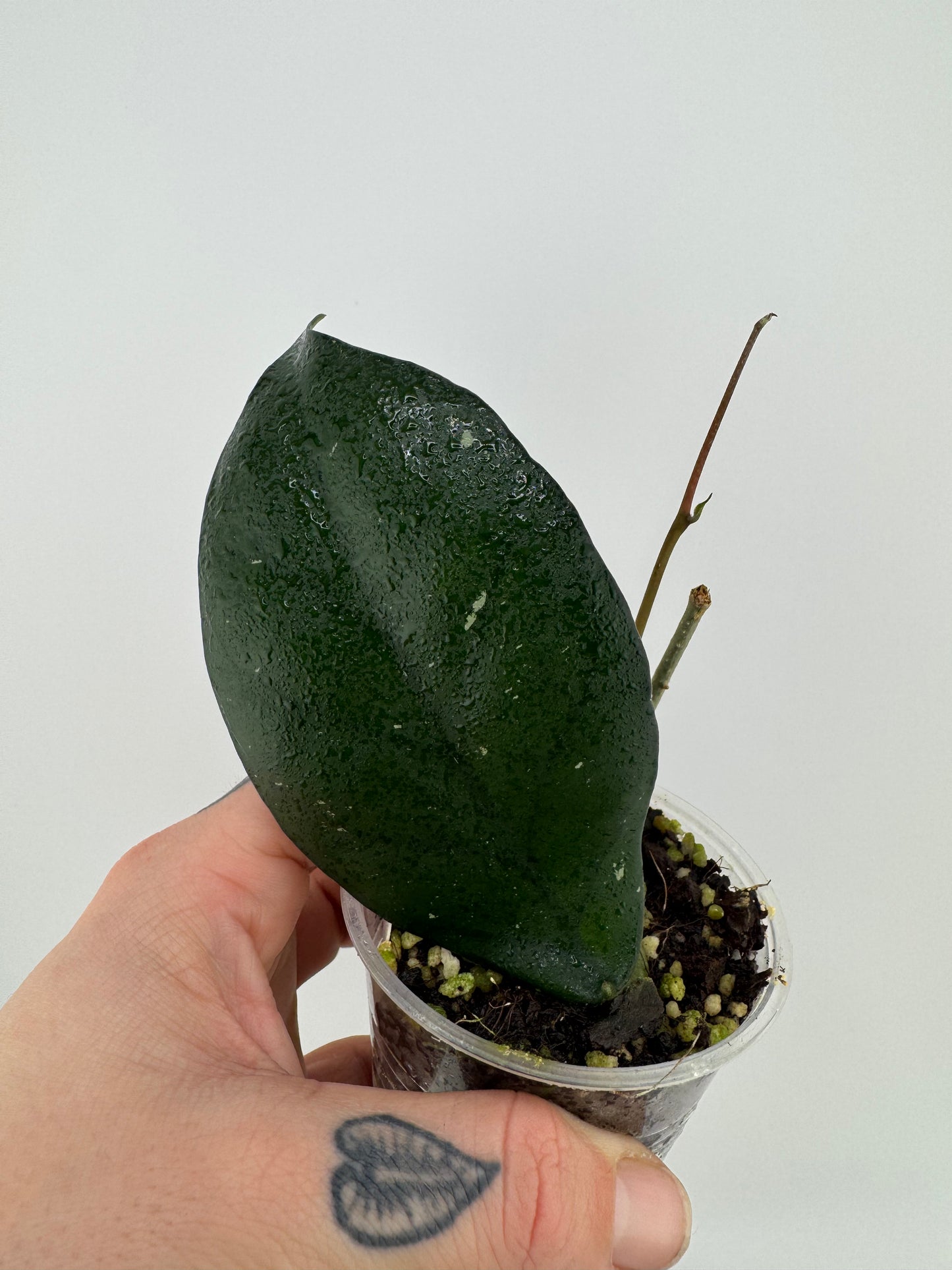 Hoya Fungii X Pubicalyx ‘Royal Hawaiian Purple’