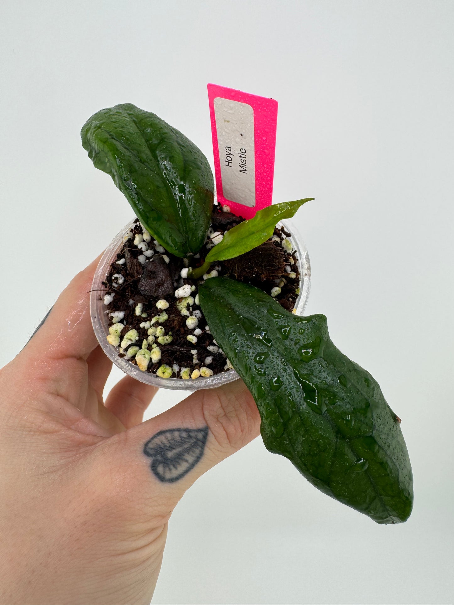 Hoya Mistie