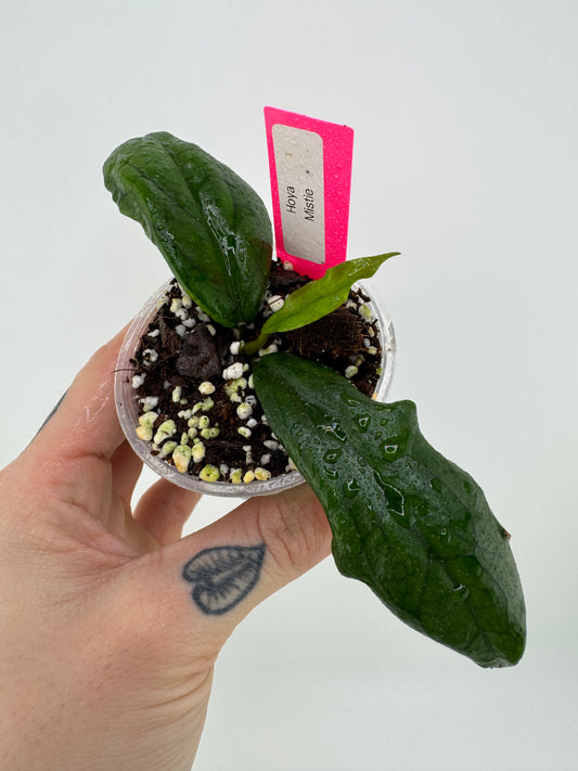 Hoya Mistie