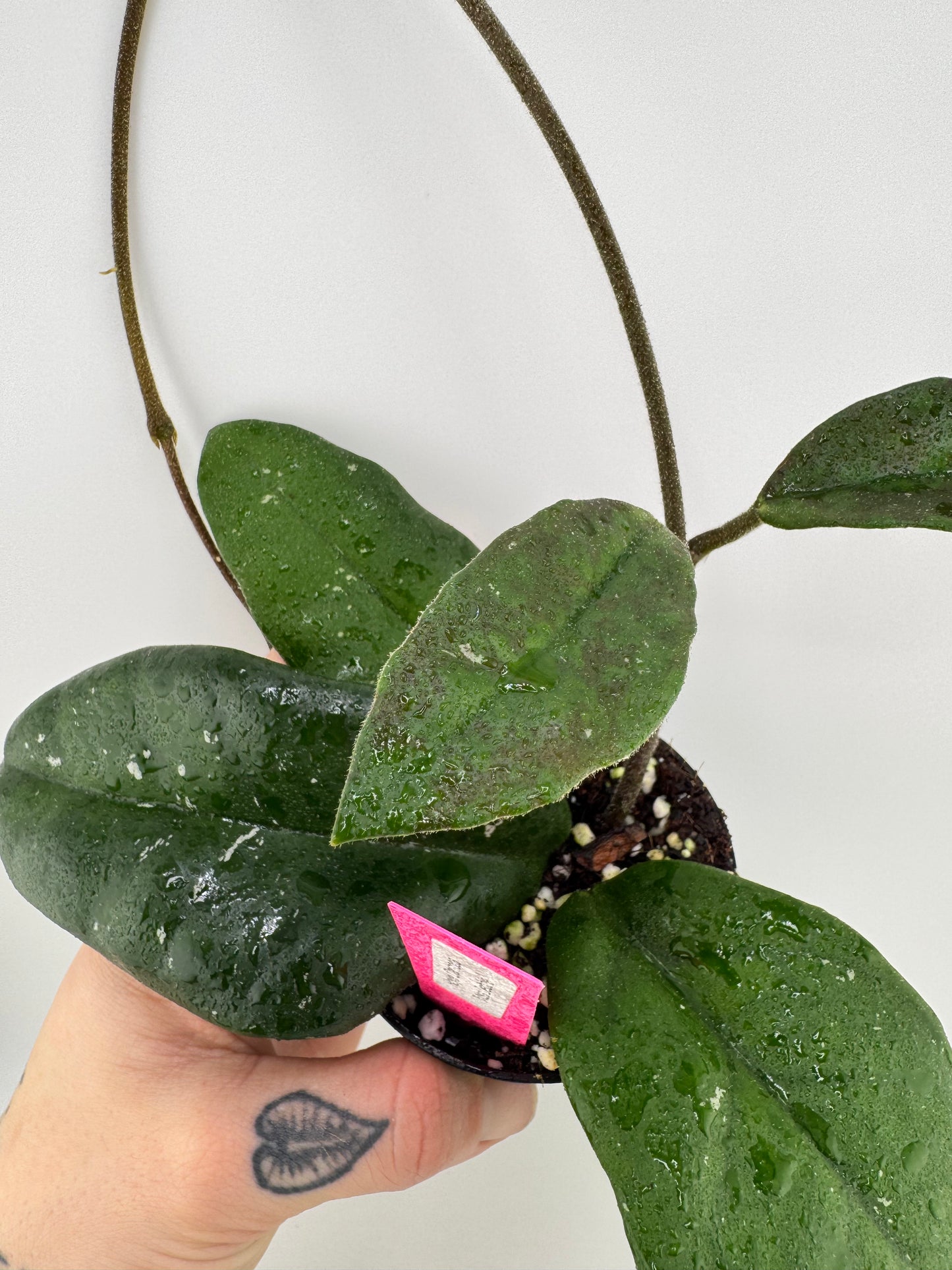 Hoya ‘Miss Debbie’