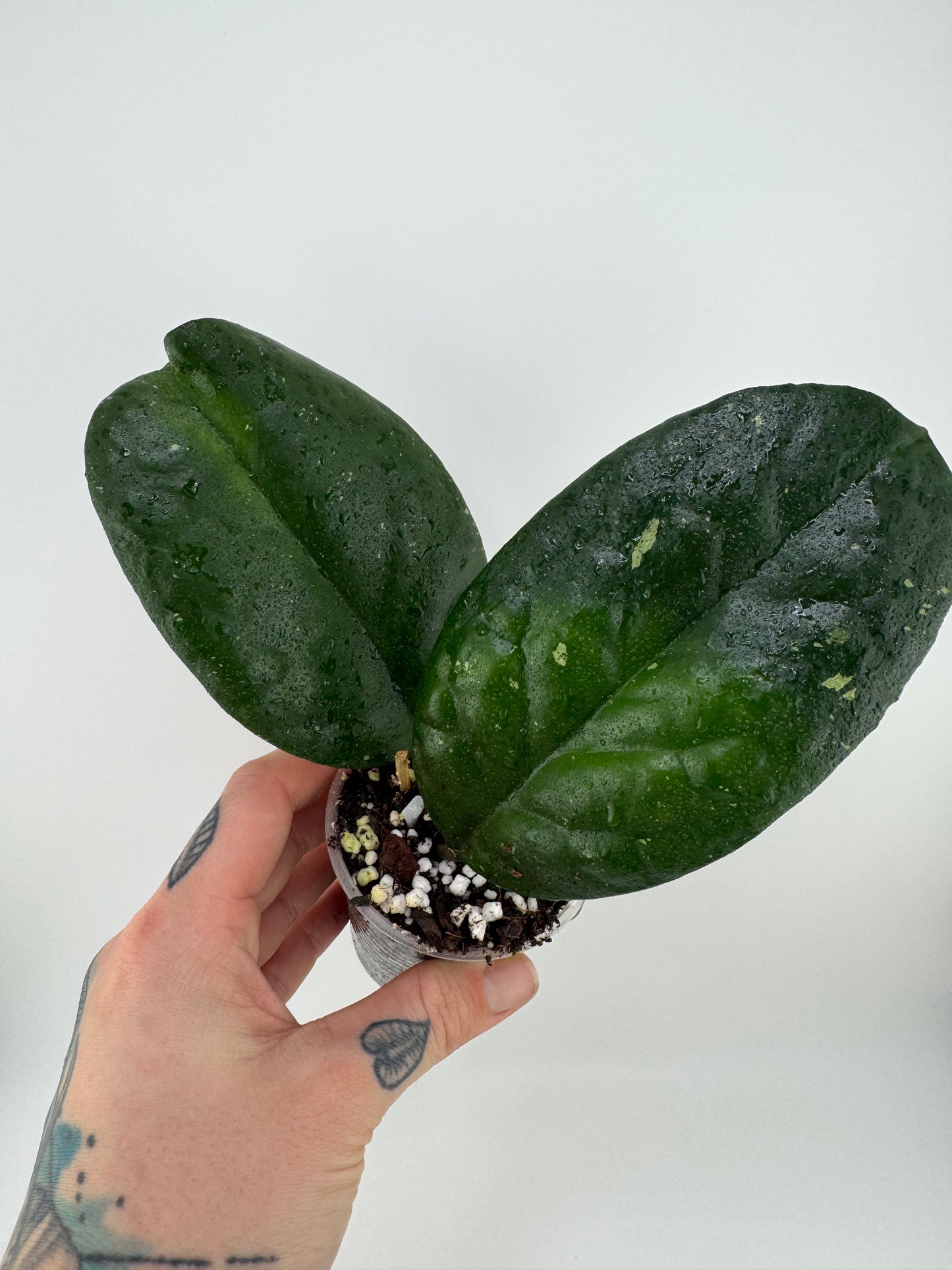 Hoya ‘Curve Black Edges’