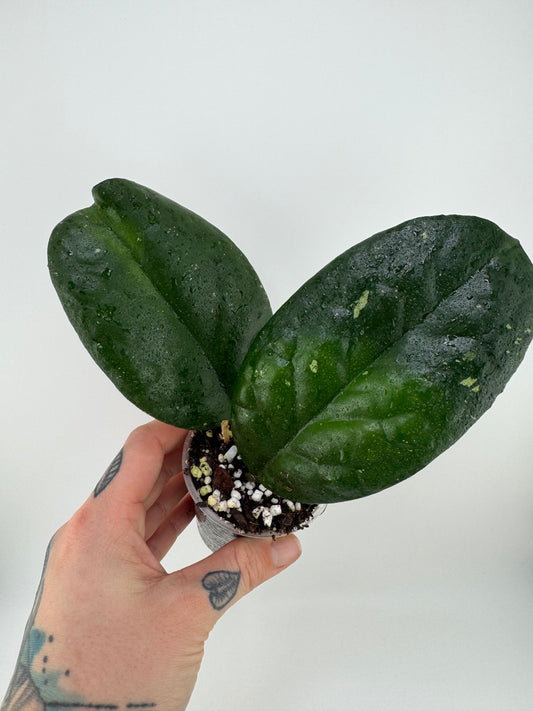 Hoya ‘Curve Black Edges’