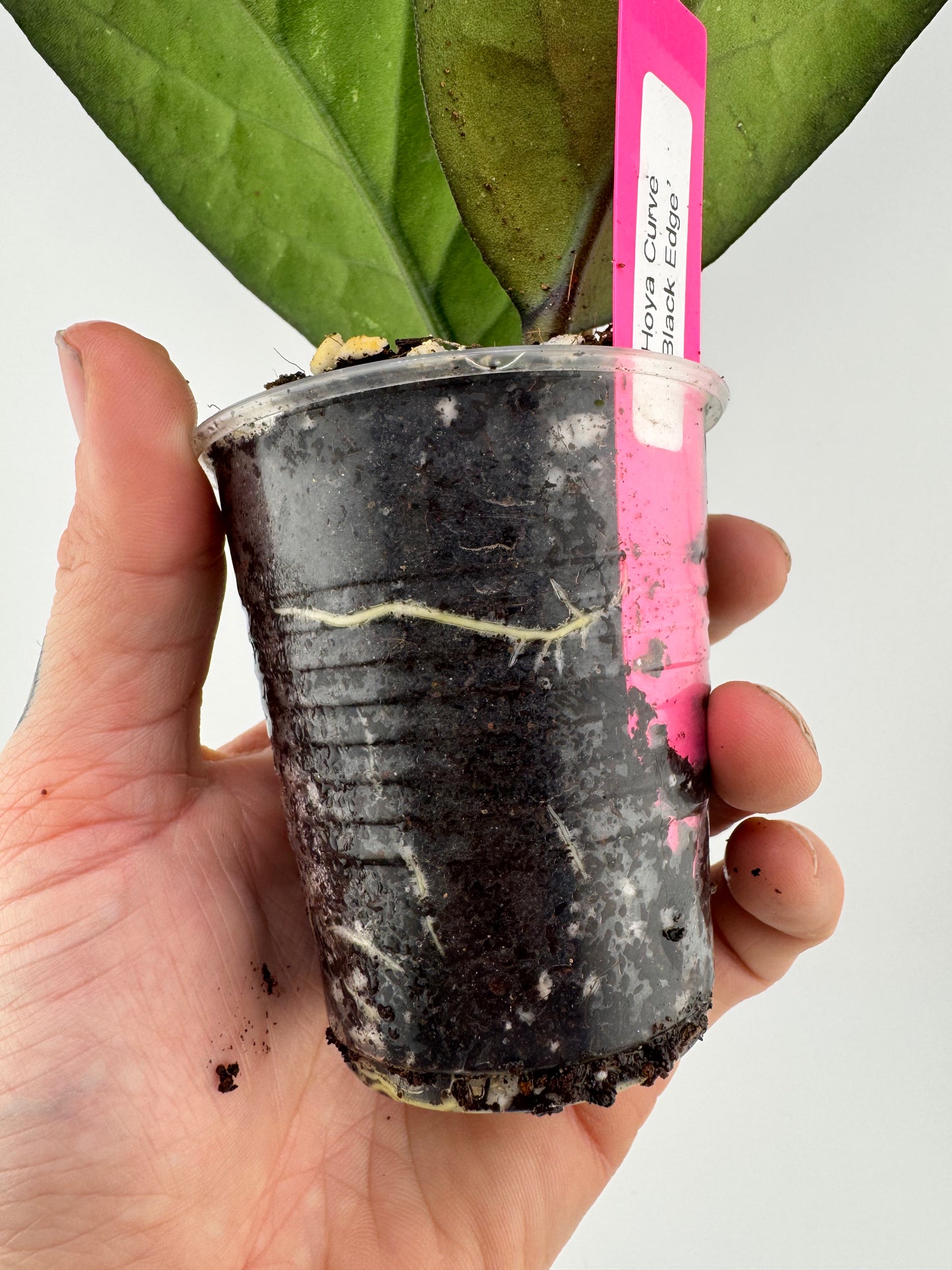 Hoya ‘Curve Black Edges’