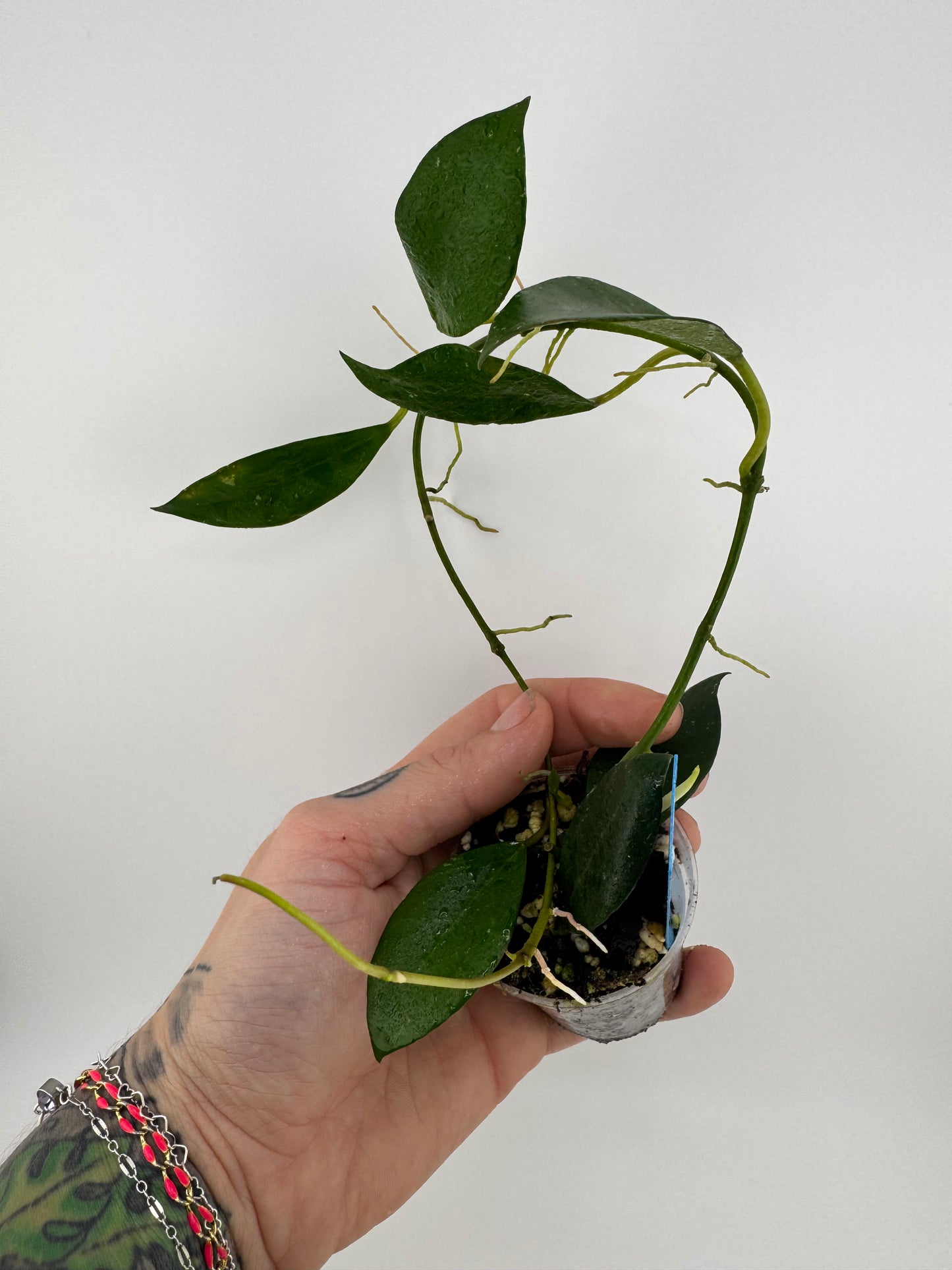 Hoya Lacunosa Purple Flower