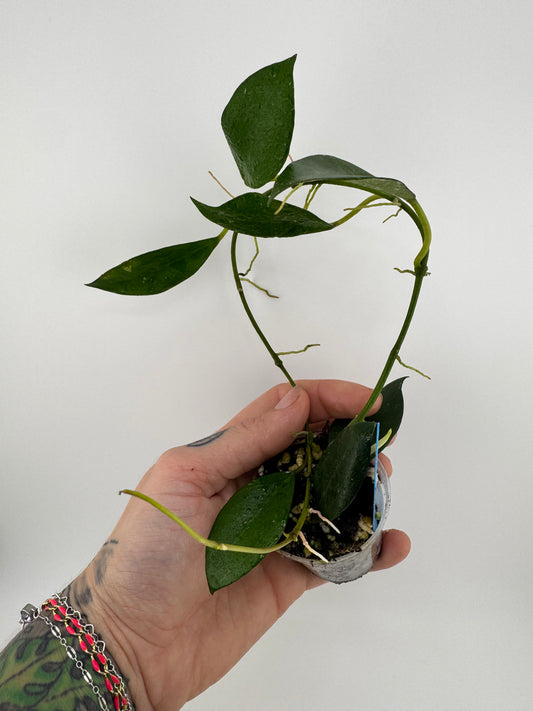 Hoya Lacunosa Purple Flower