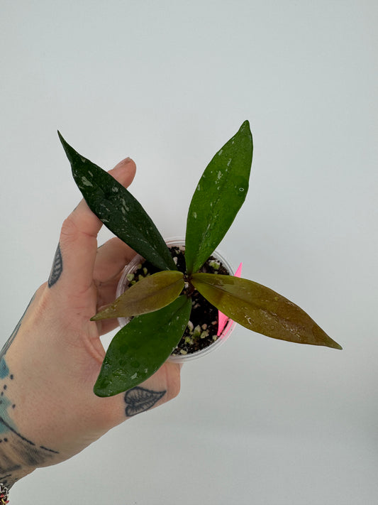 Hoya Pubicalyx ‘Royal Hawaiian Purple’
