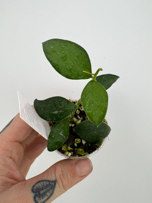 Hoya nummularioides