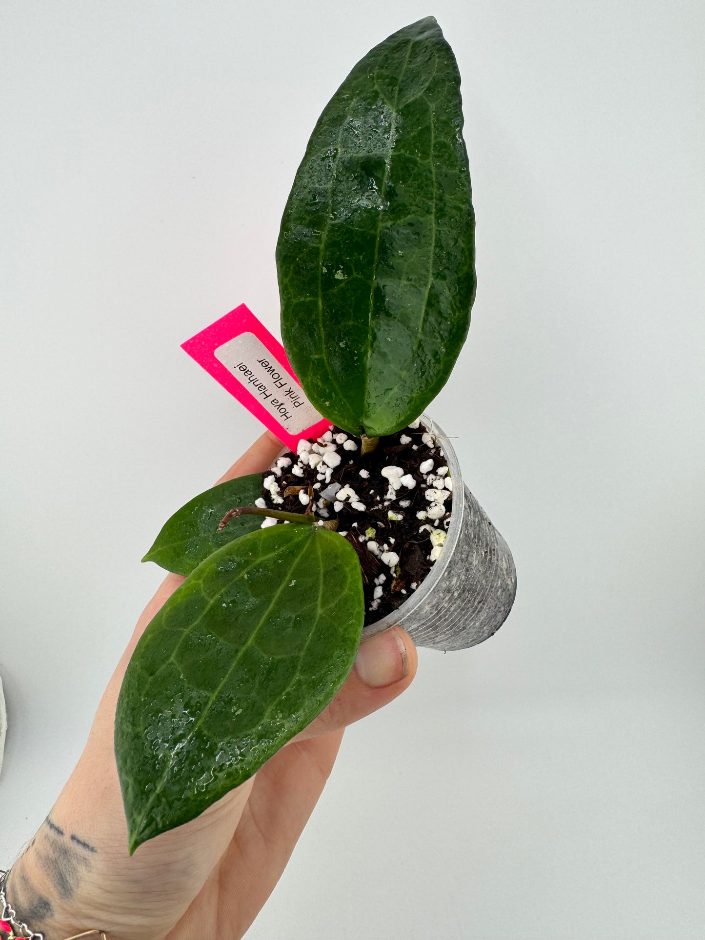 Hoya Hanhaei Pink Flower