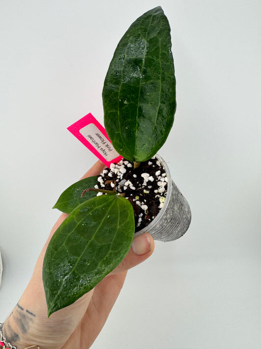 Hoya Hanhaei Pink Flower