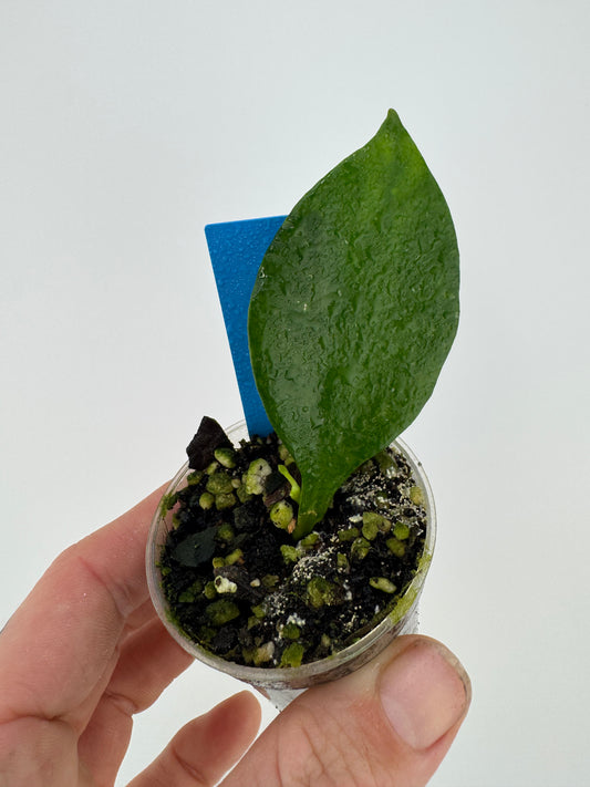 Hoya Psuedolittoralis