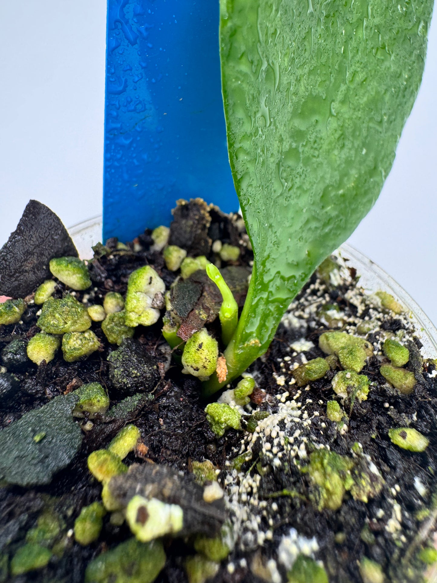 Hoya Psuedolittoralis