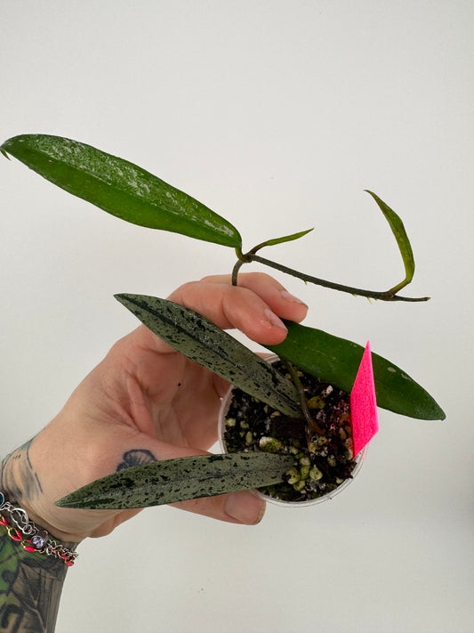 Hoya Minibelle Splash