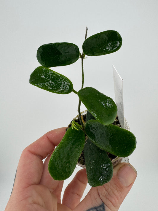 Hoya Rotundiflora