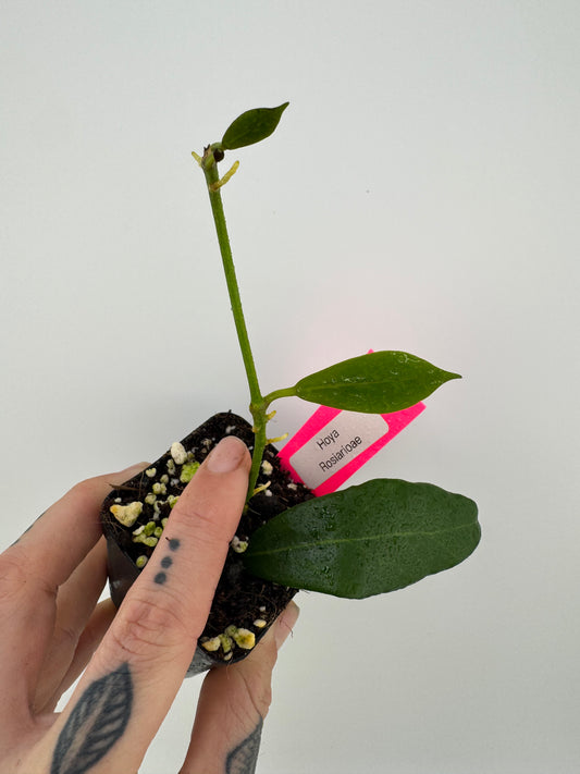 Hoya Rosiarioae