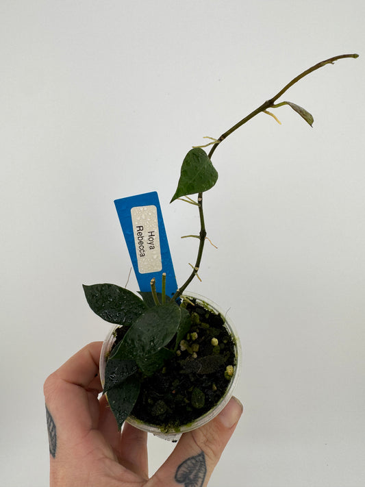 Hoya ‘Rebecca’
