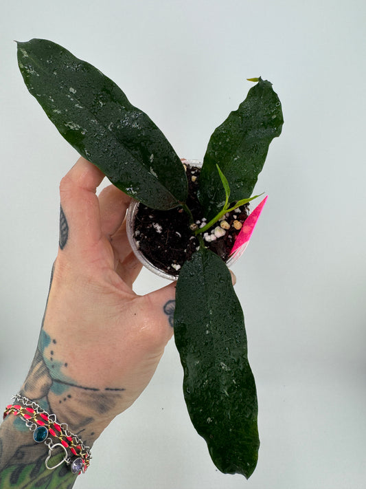 Hoya Lockii