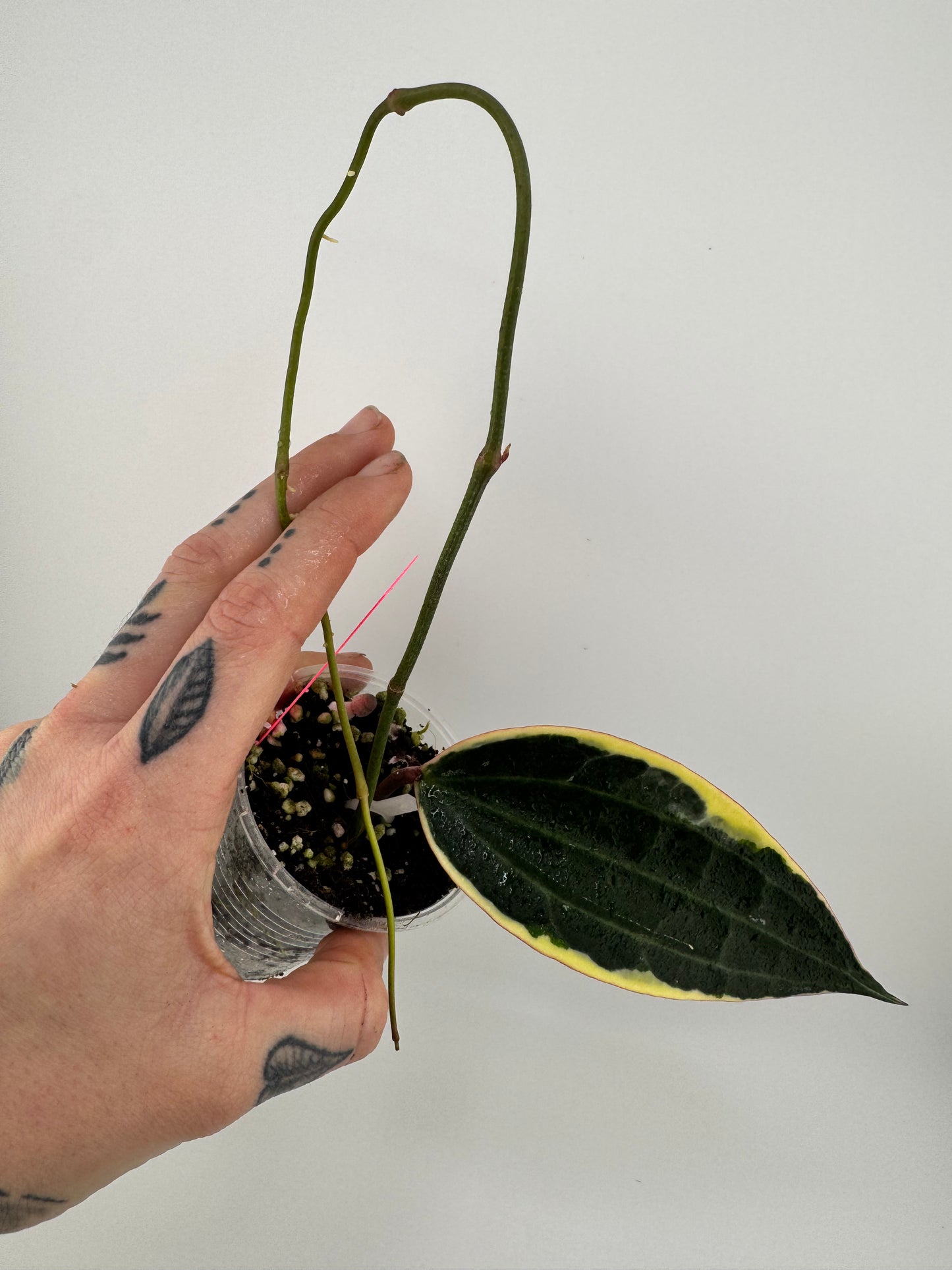 Hoya Latifolia (macrophylla) outer variegated