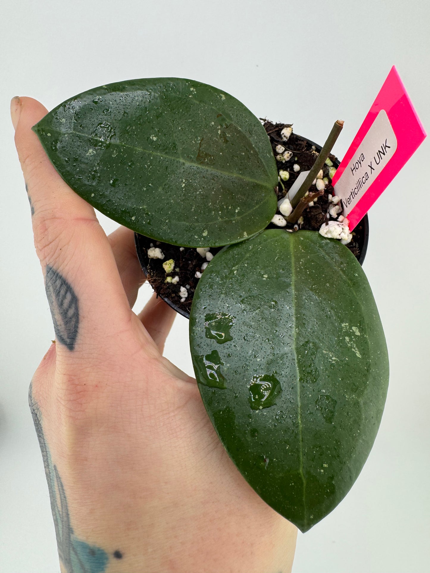 Hoya verticillica X Unknown