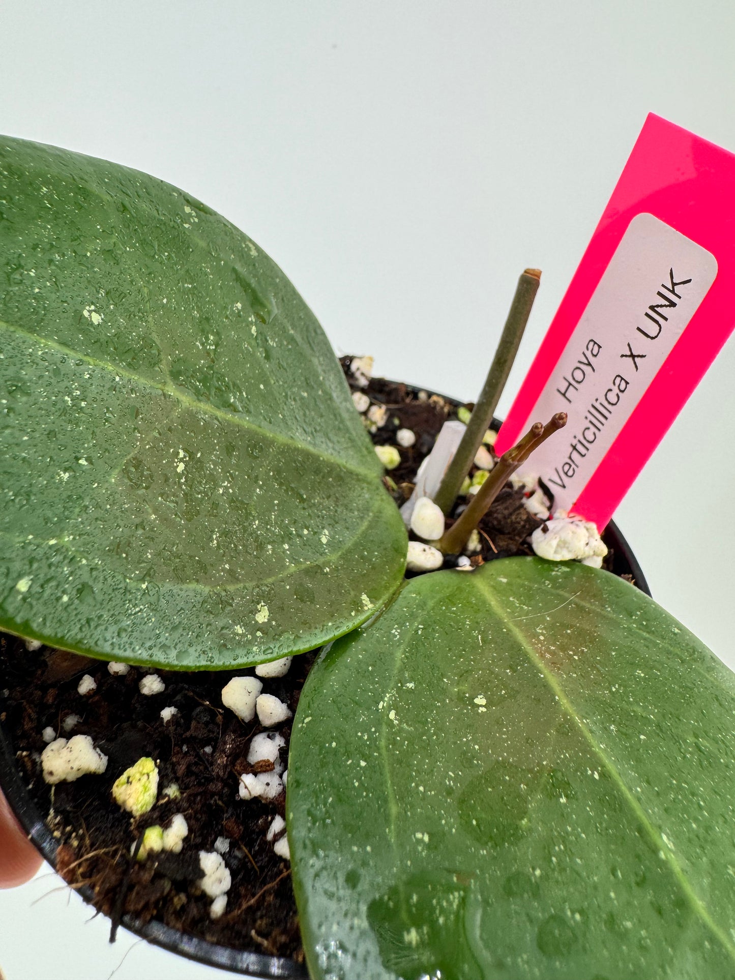 Hoya verticillica X Unknown