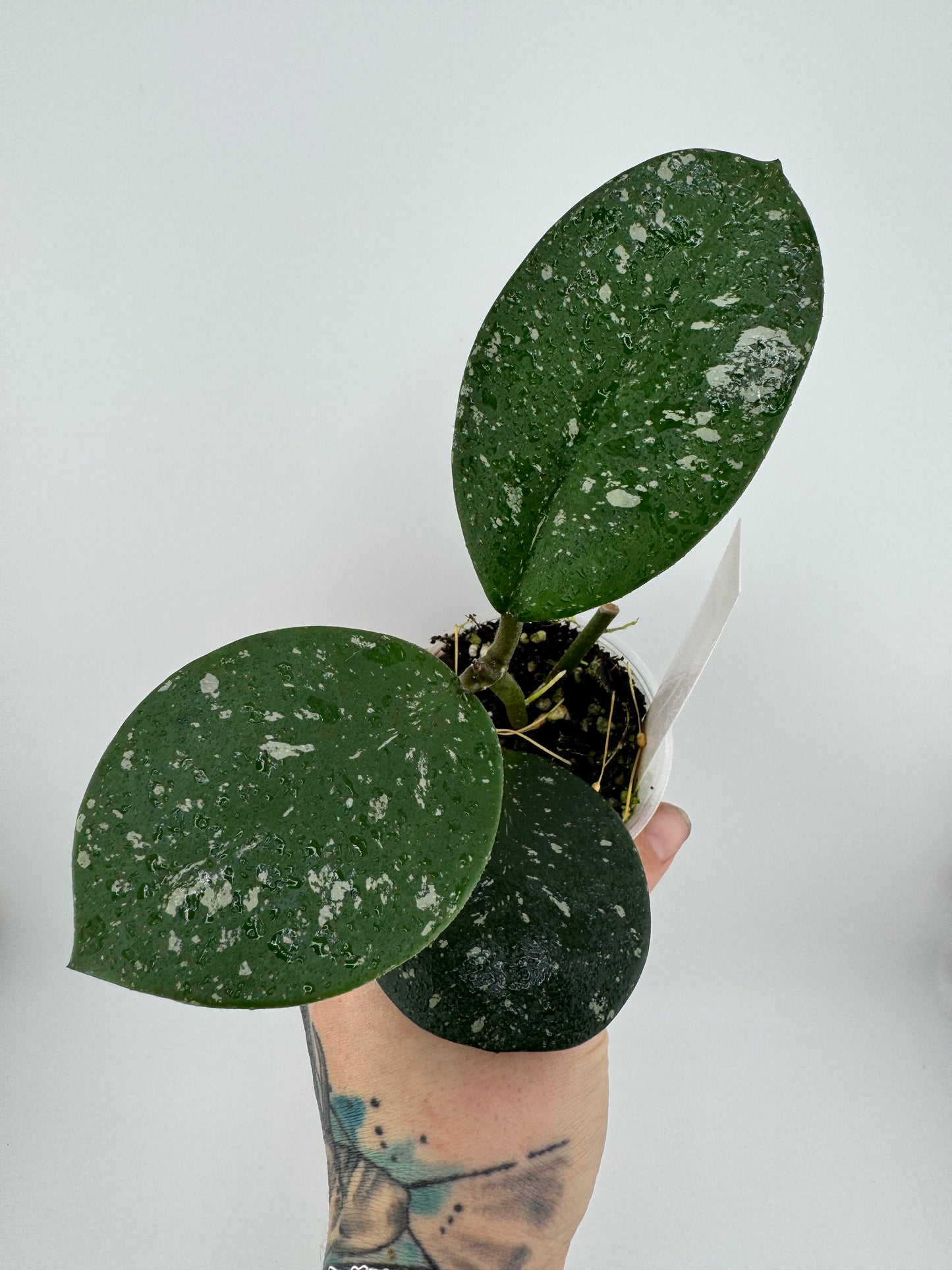 Hoya Obovota Splash