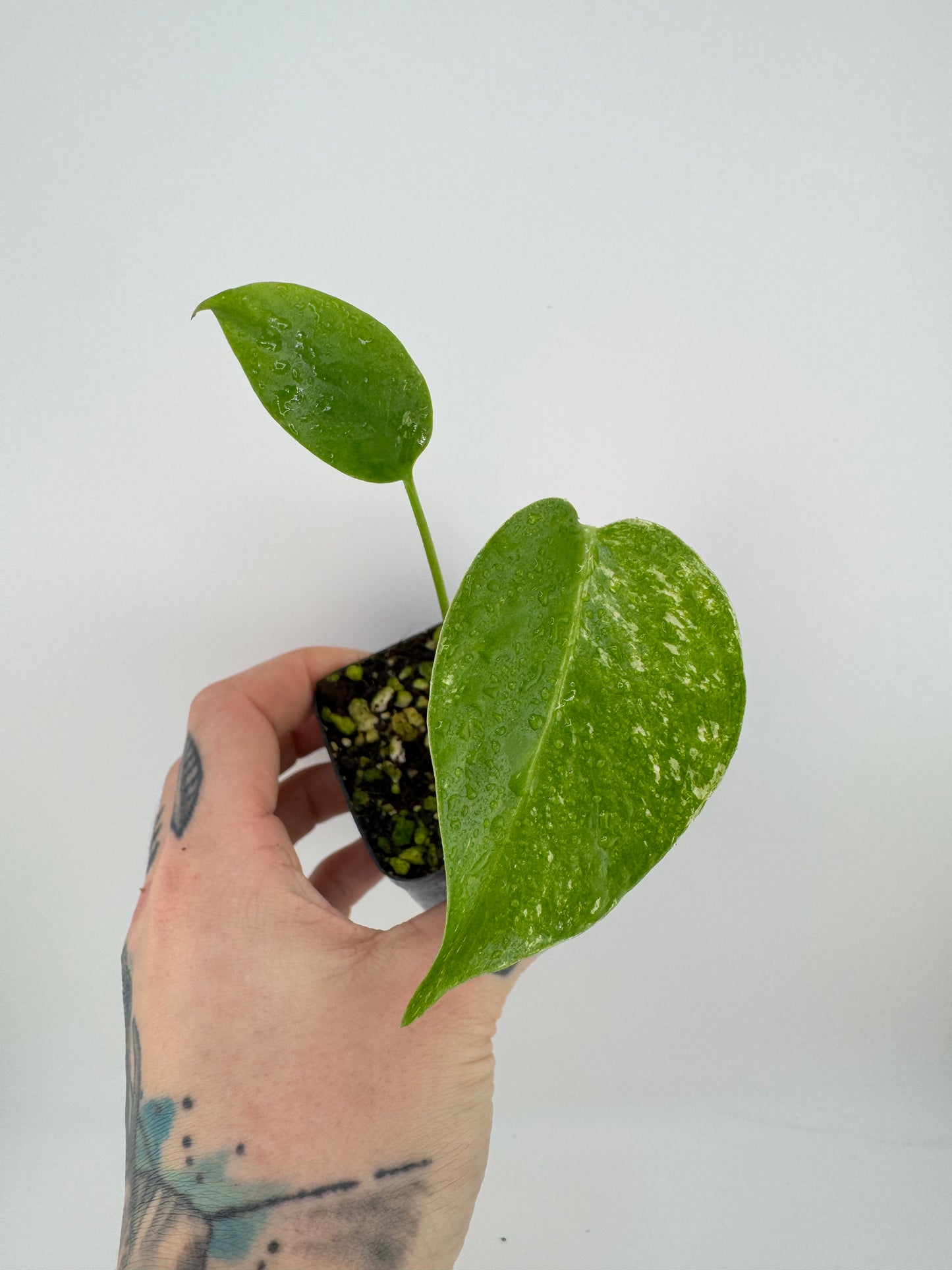 Monstera Deliciosa Mint ‘white monster’ Variegated #1