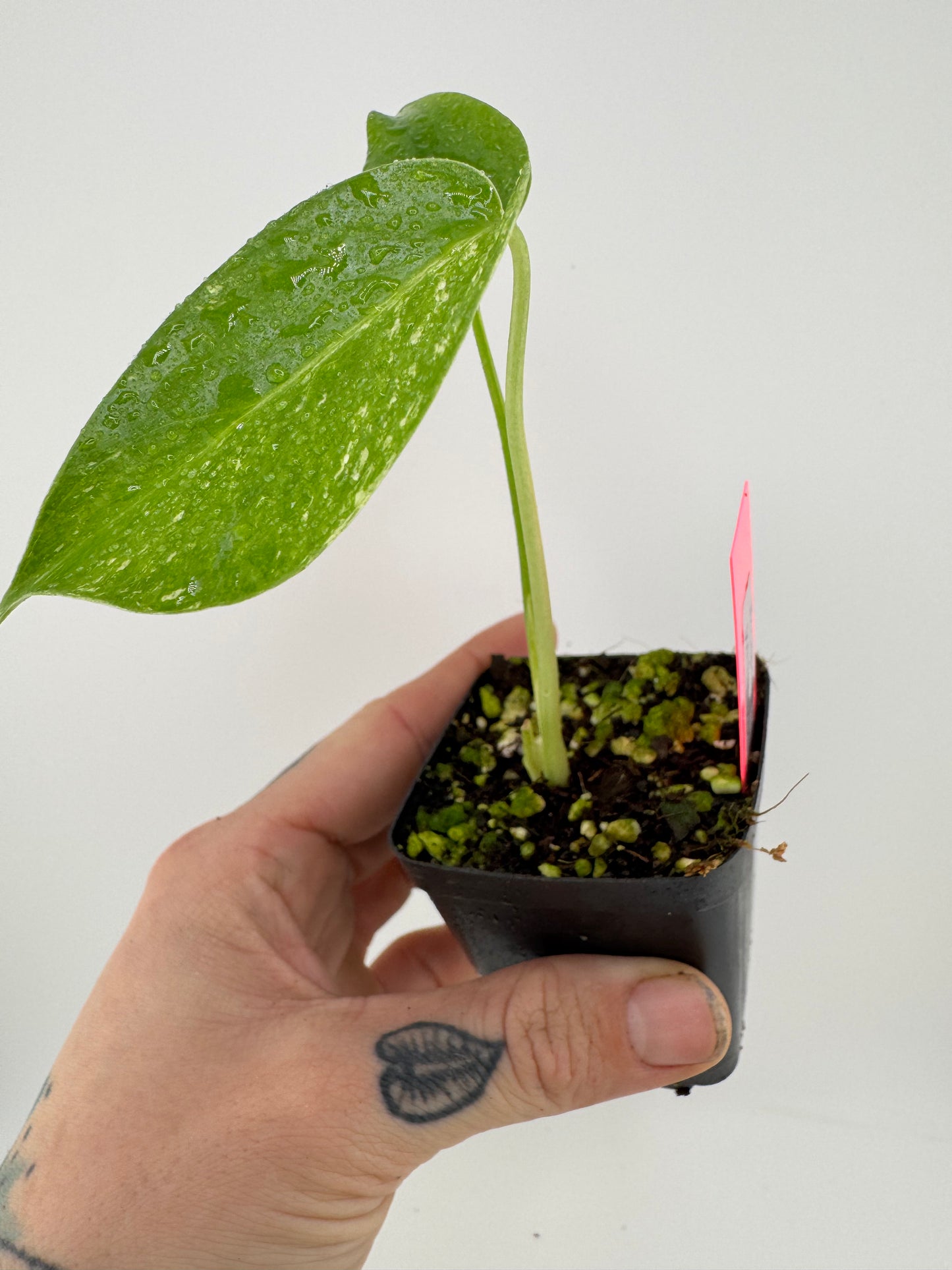 Monstera Deliciosa Mint ‘white monster’ Variegated #1