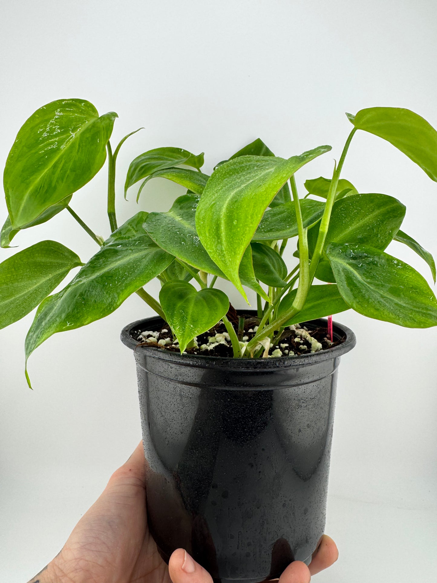 Philodendron Camposportoanum
