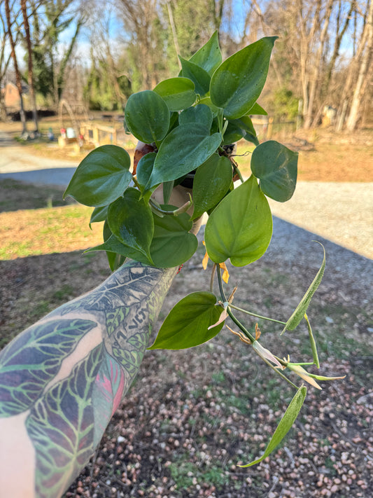 Philodendron cordatum ‘Heartleaf’