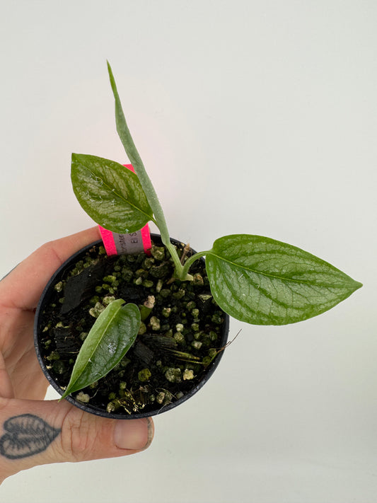 Monstera Siltpecana ‘El Salvador’