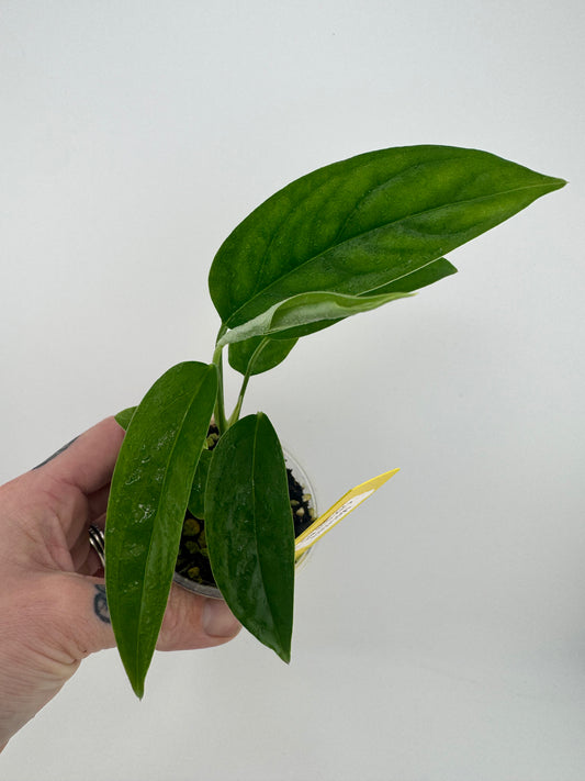 Monstera Obliqua ‘No ID’