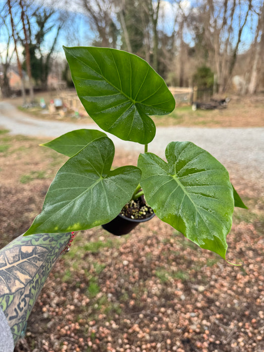 Alocasia Gagaena 4”