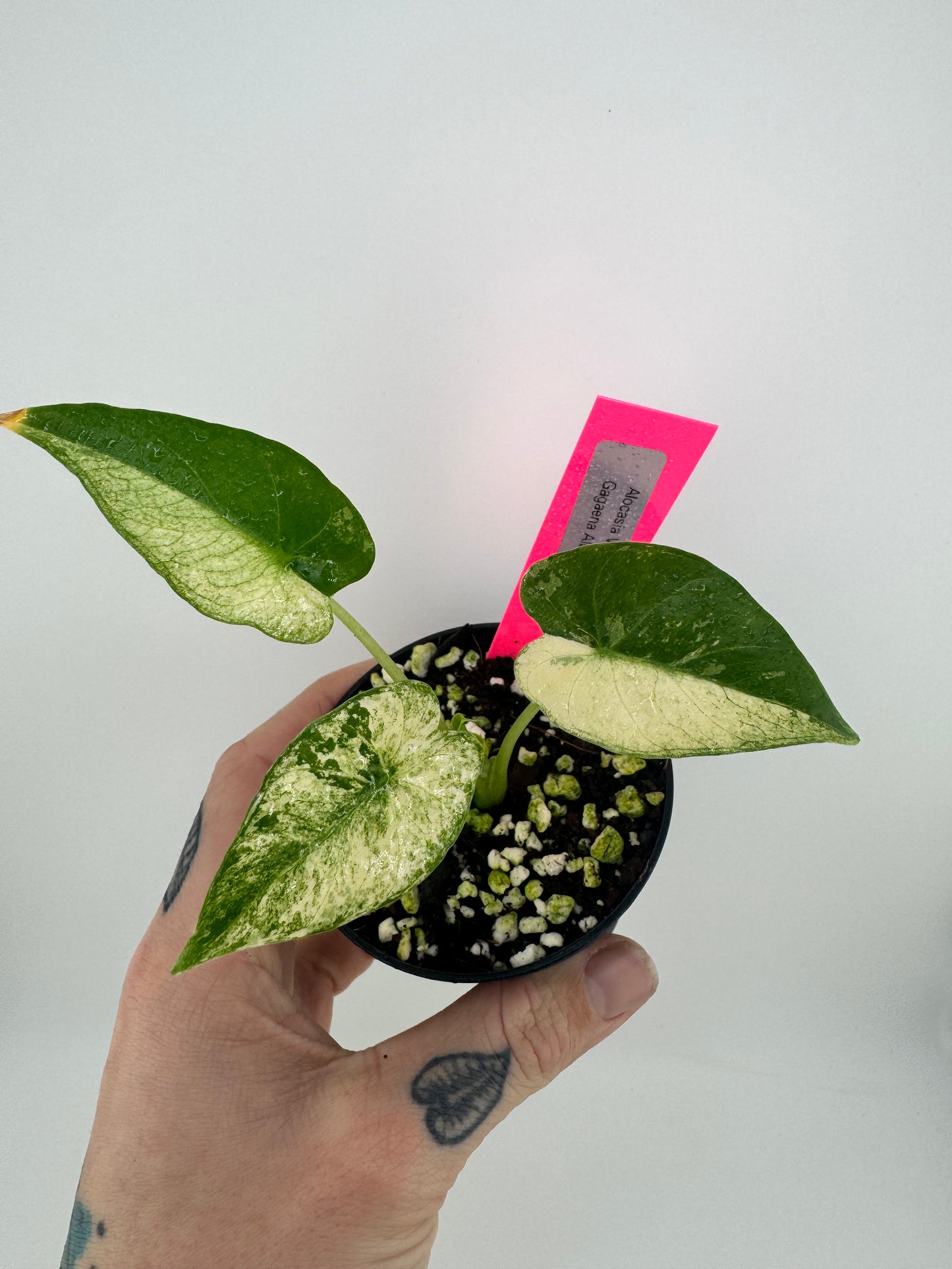 Alocasia Variegated Gagaena Albo