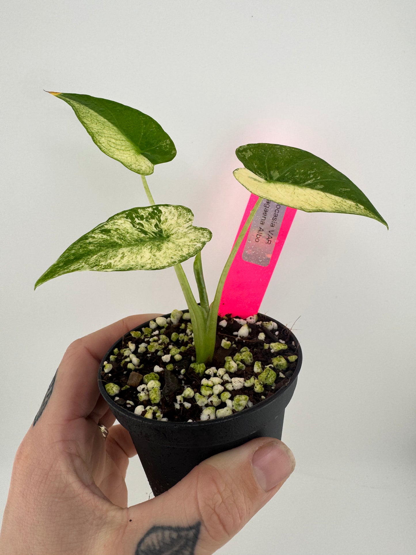 Alocasia Variegated Gagaena Albo