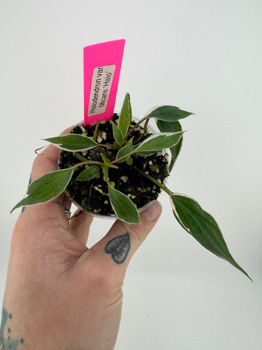 Variegated Philodendron Micans ‘Halo’