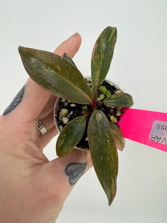 Philodendron Variegated Orange Princess