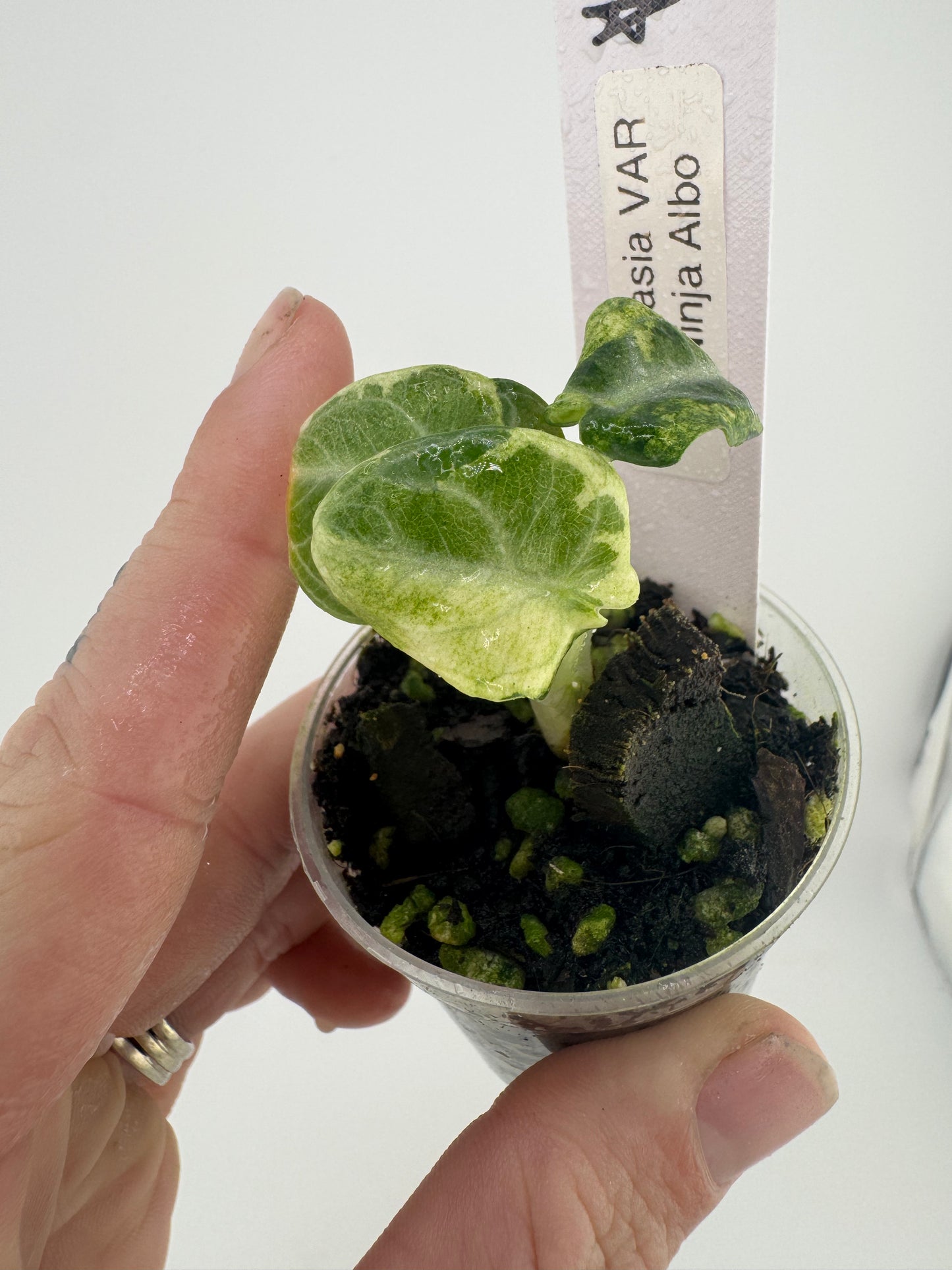 Alocasia Black Velvet Ninja Albo