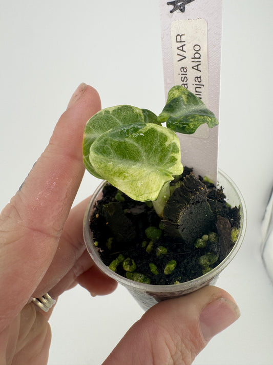 Alocasia Black Velvet Ninja Albo