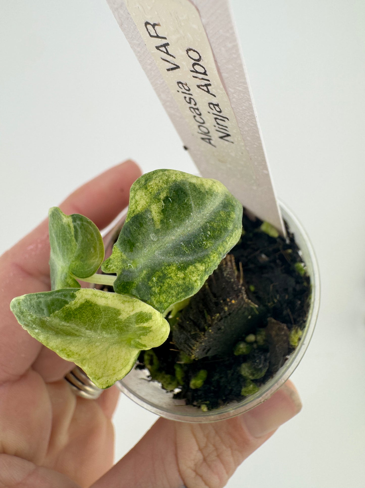 Alocasia Black Velvet Ninja Albo