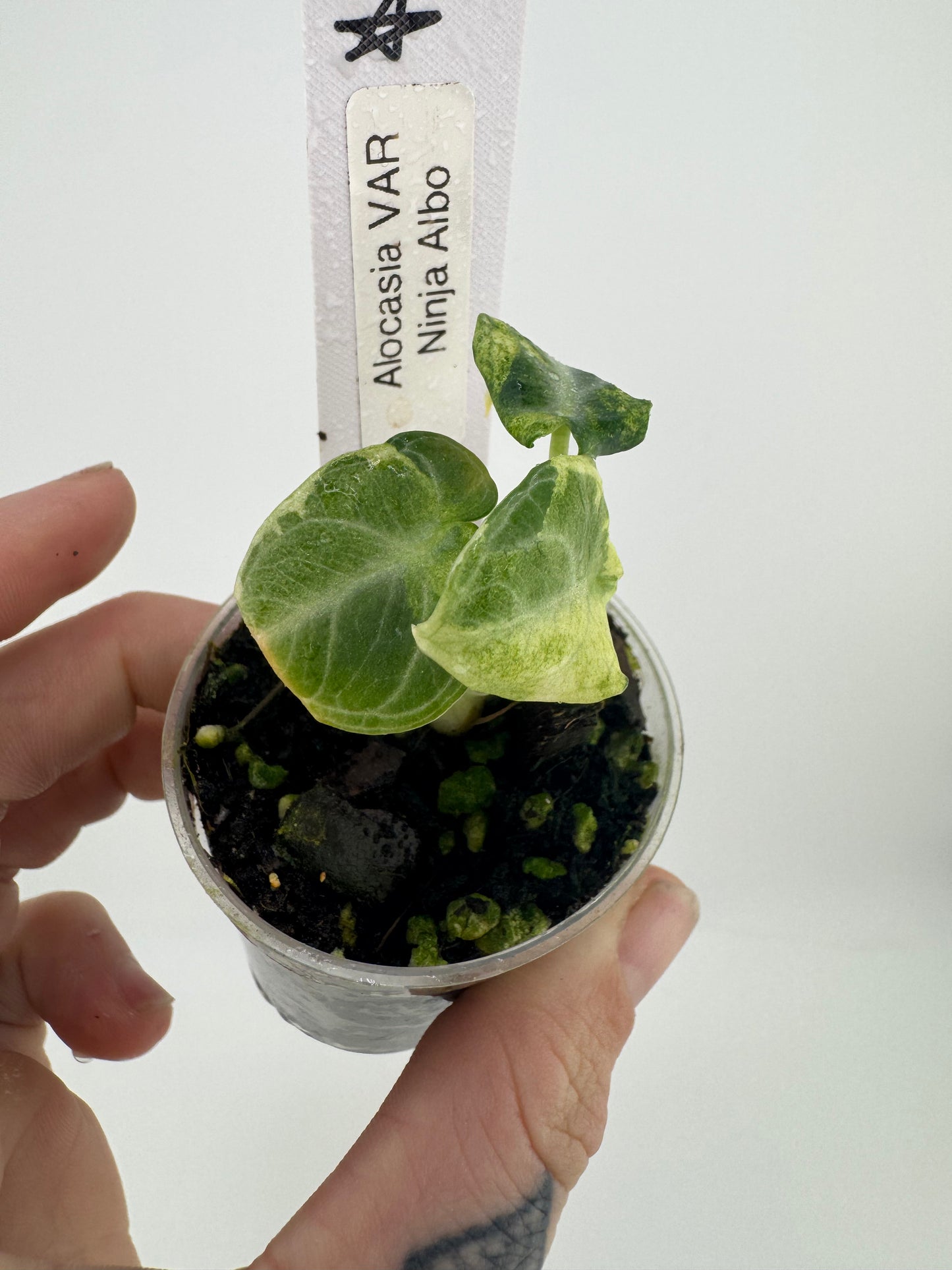 Alocasia Black Velvet Ninja Albo