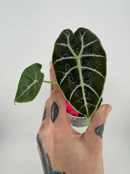 Alocasia Watsoniana