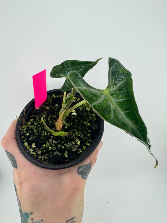 Alocasia Loco