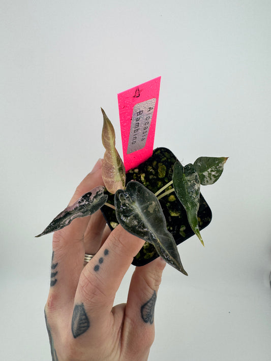 Variegated Alocasia Bambino Albo/Pink