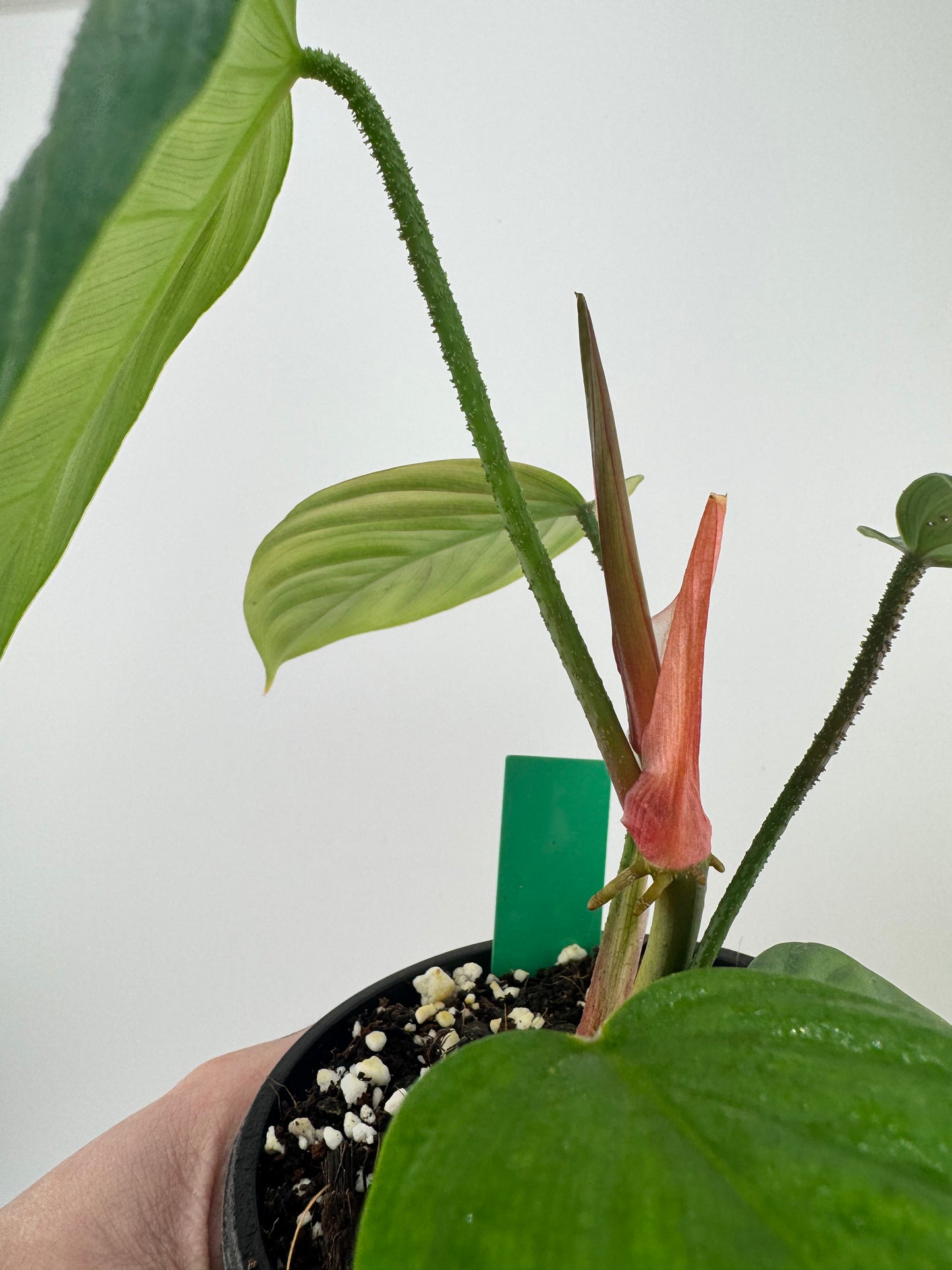 Philodendron Nangaritense ‘Fuzzy Petiole’